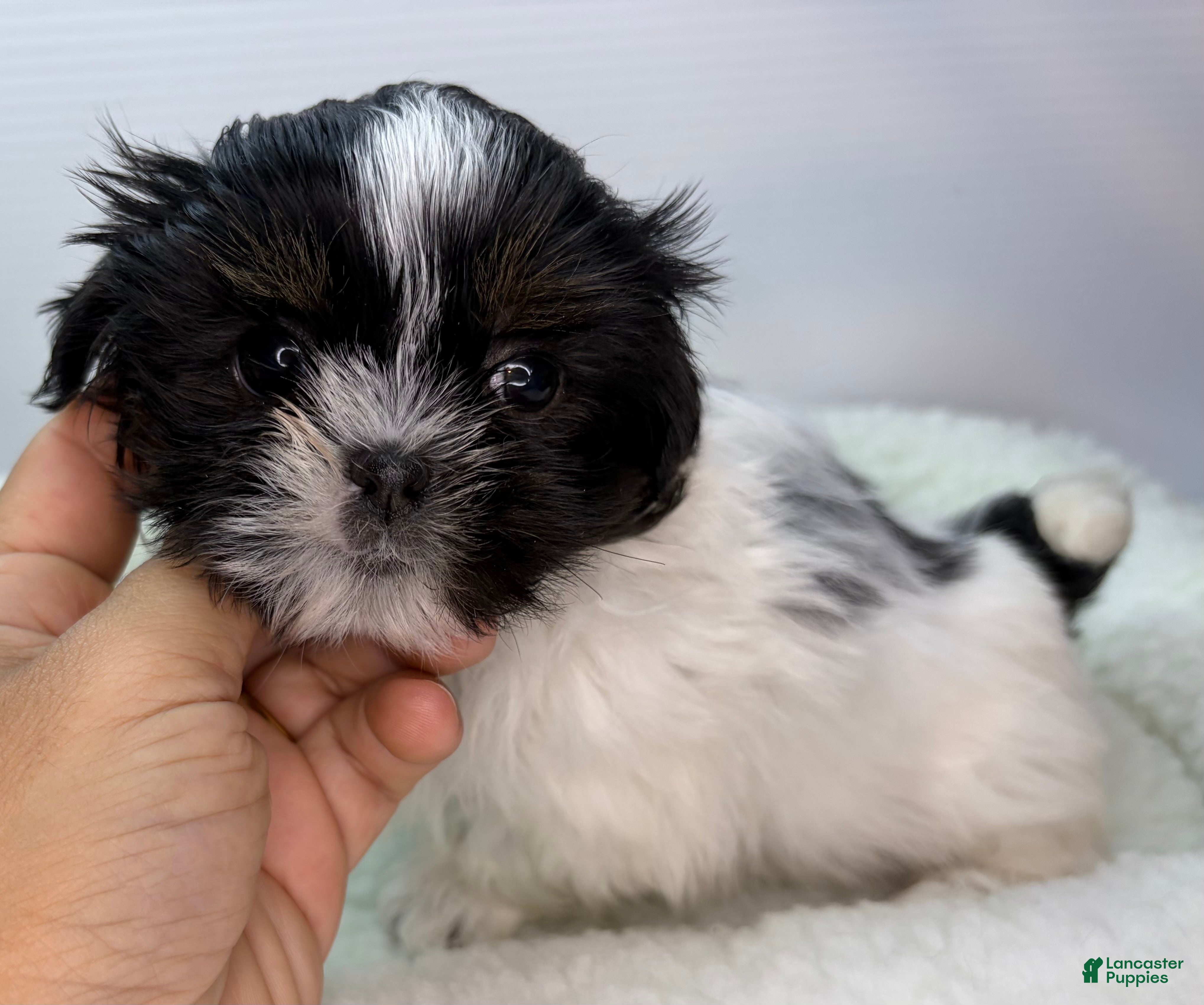 Shih Tzu dogs Shih Tzu Puppy 1 - Ad 3