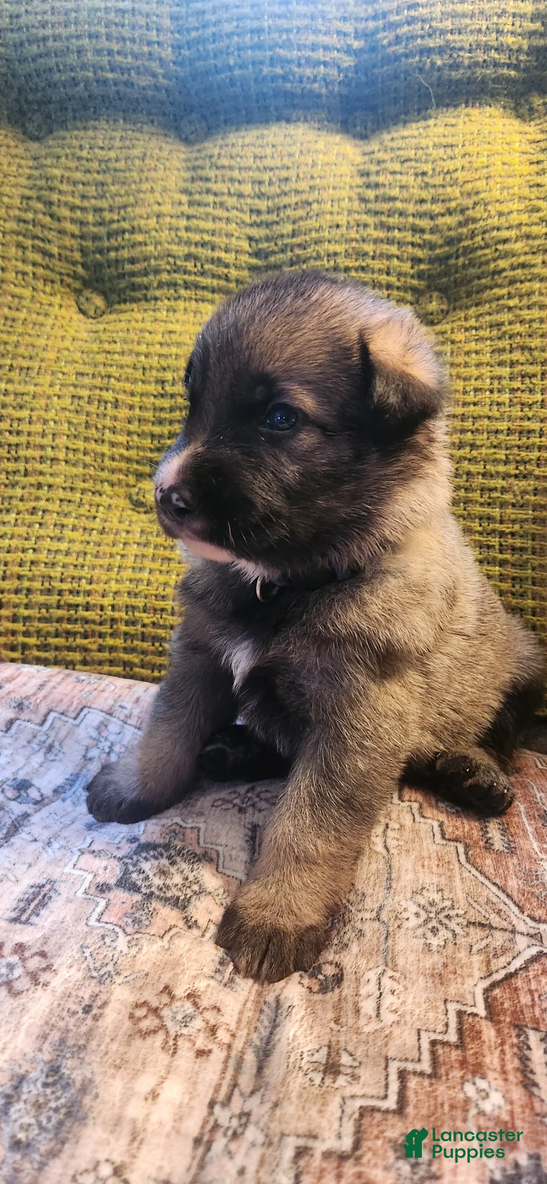 German Shepherd dogs for sale: German Shepherd Puppy 3- Blue Collar - Ad 2