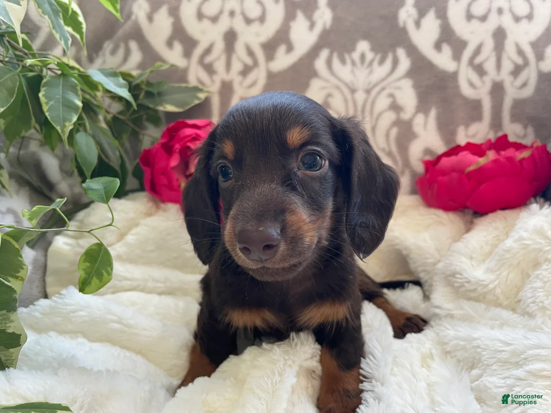Miniature Dachshund dogs for sale: Conner - Ad 8