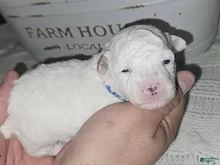 Toy Poodle dogs for sale: Buddy - Ad 4