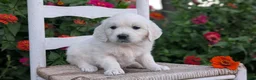 Golden Retriever dogs for sale: Bitsy - Ad 10