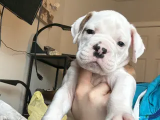 Mixed Breed dogs Mixed Breed Puppy 2 - Ad 10