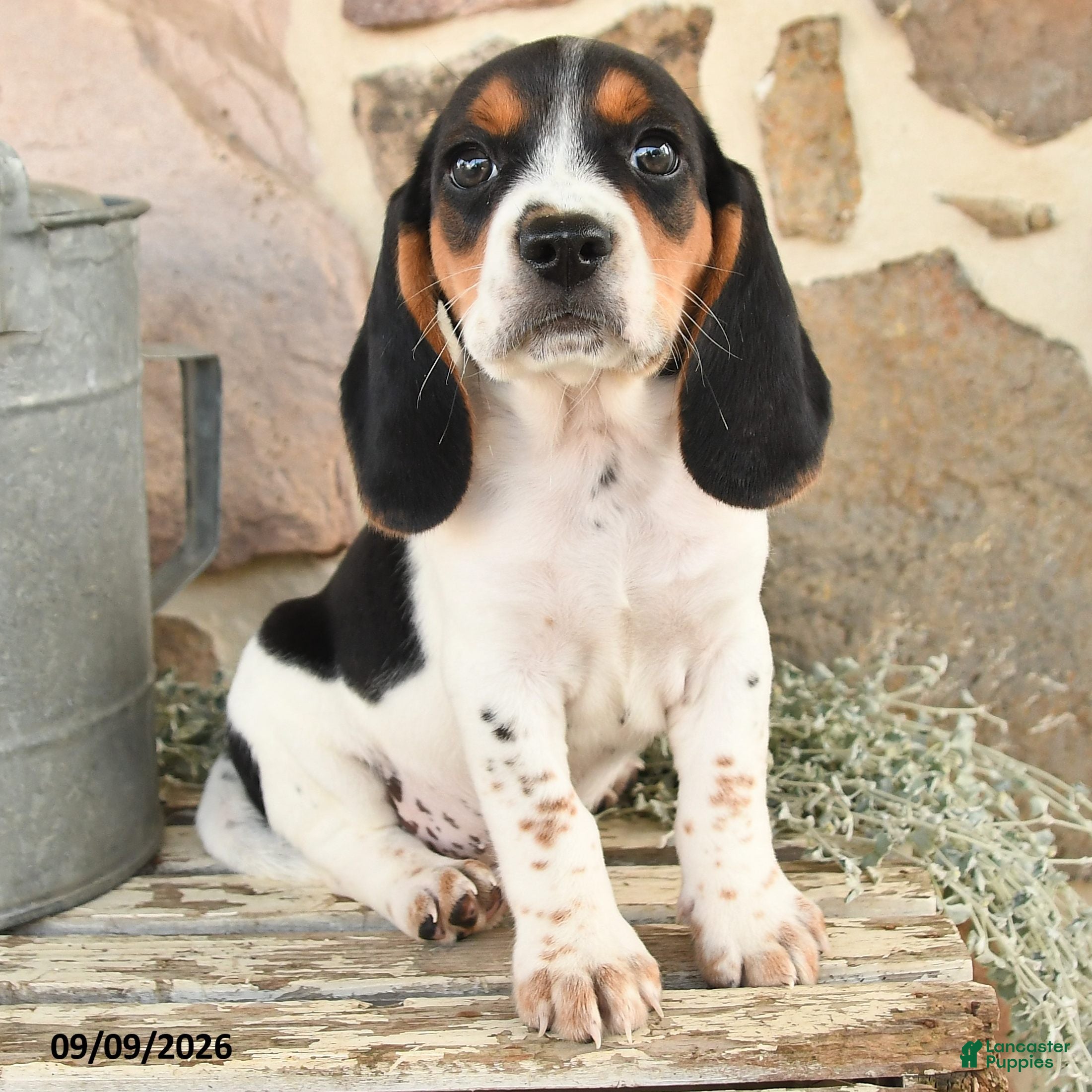 Beagle dogs Mason - Ad 1