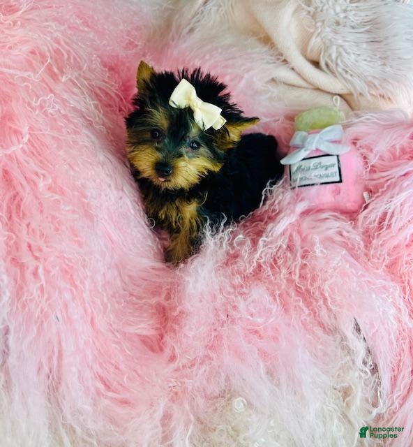Yorkshire Terrier dogs Yorkshire Terrier Puppy 1 - Ad 11