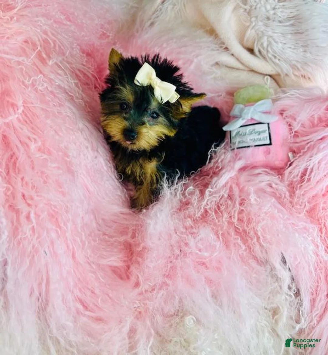 Yorkshire Terrier dogs for sale: Yorkshire Terrier Puppy 1 - Ad 1