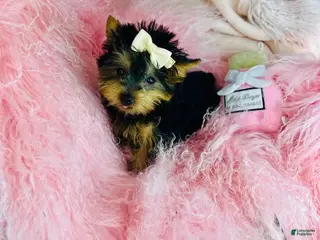 Yorkshire Terrier dogs Yorkshire Terrier Puppy 1 - Ad 16