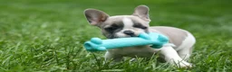 French Bulldog dogs for sale: Ava Belle (Lilac Fawn & White) - Ad 7