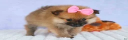 Pomeranian dogs for sale: Freya  - Ad 15