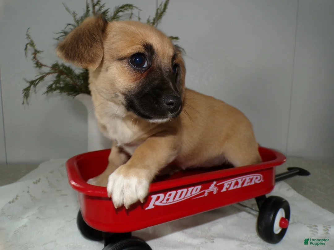 Mixed Breed dogs for sale: Mixed Breed Puppy 3 Libby - Ad 3