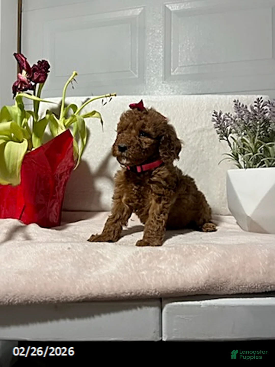 Miniature Poodle dogs for sale: Macy - Ad 6