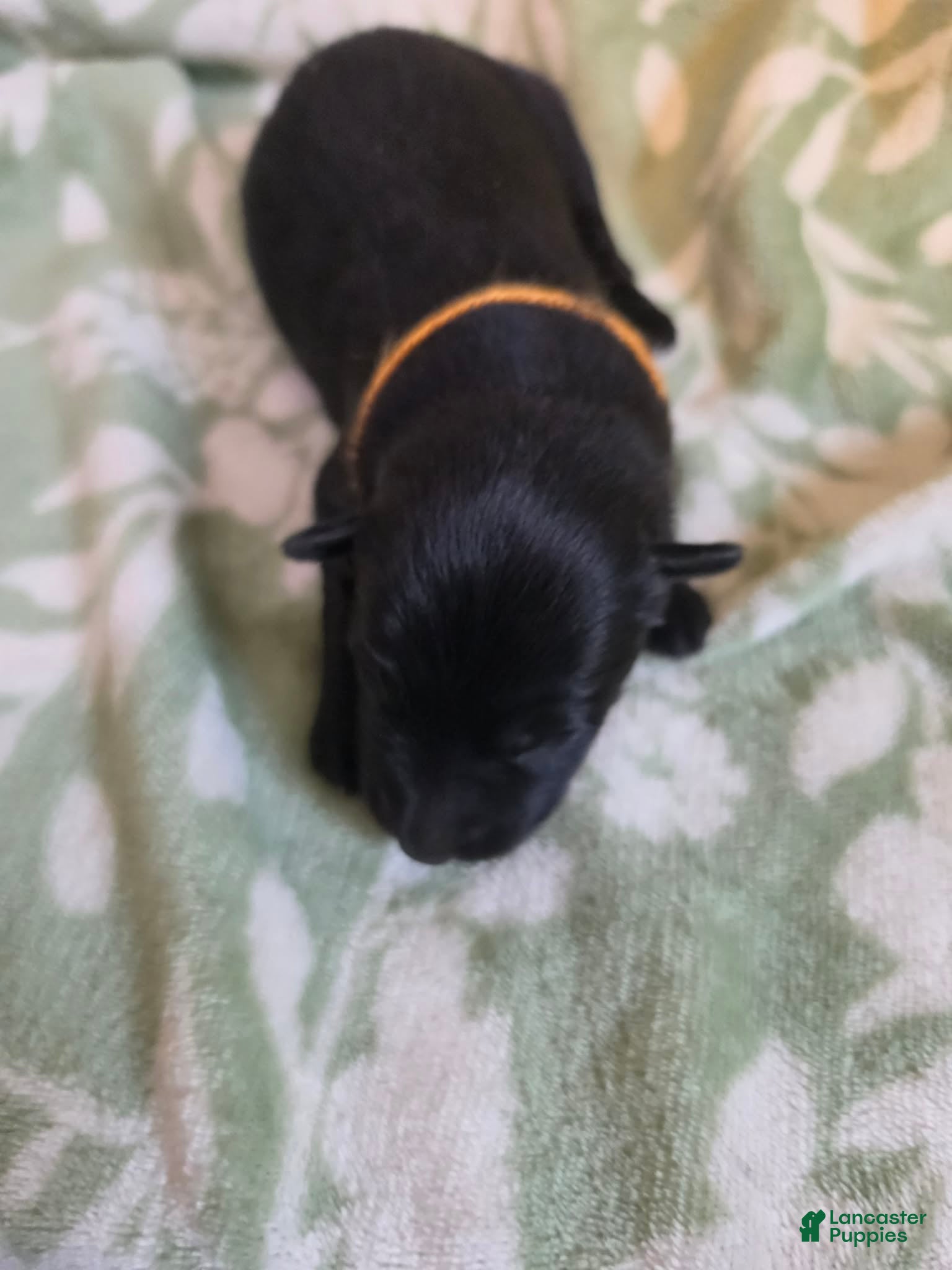 German Shepherd dogs orange - Ad 2