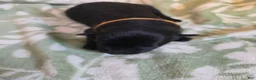 German Shepherd dogs for sale: orange - Ad 2