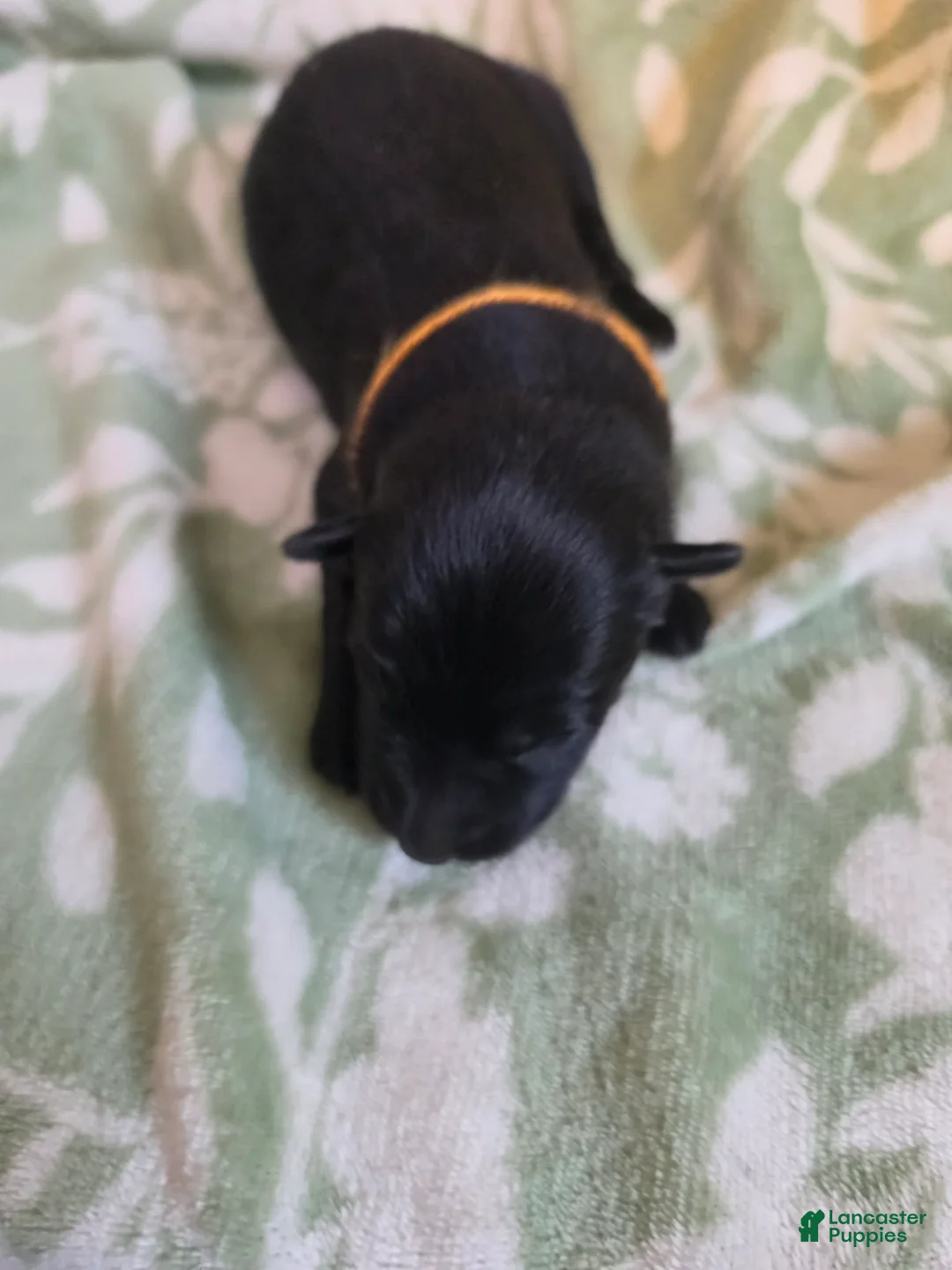 German Shepherd dogs for sale: orange - Ad 2