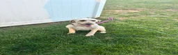 Goldendoodle dogs for sale: "Lilly" Goldendoodle 2 - Ad 3