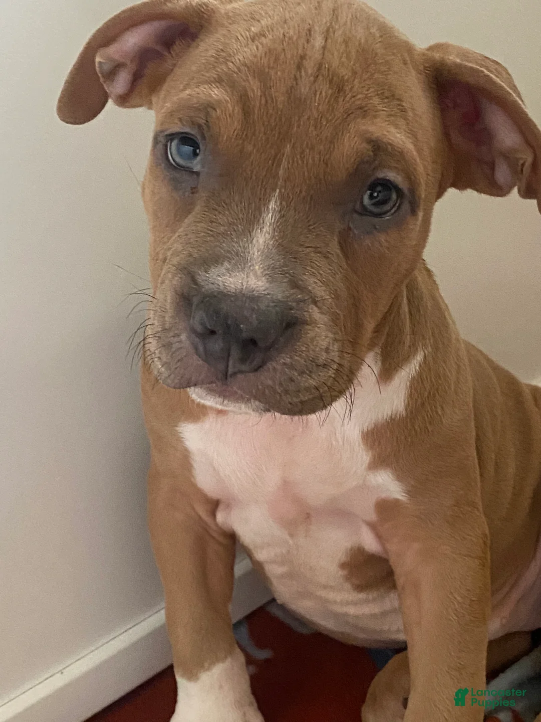 American Bully dogs for sale: American Bully Puppy 2 - Ad 1