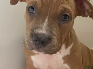 American Bully dogs American Bully Puppy 2 - Ad 40