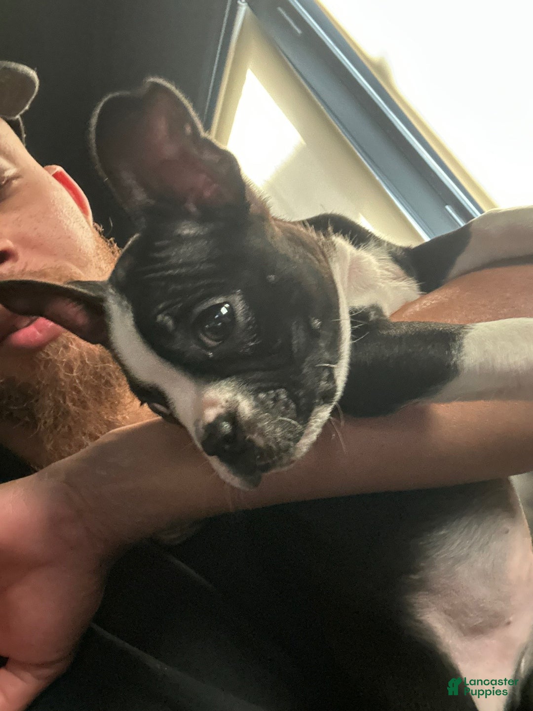 Boston Terrier dogs for sale: TY - Ad 2