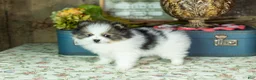 Pomeranian dogs for sale: Puffer - Ad 3