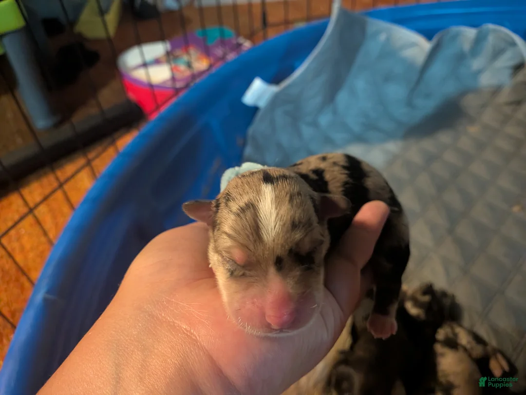 Mixed Breed dogs for sale: Blue color boy - Ad 2