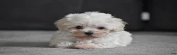 Maltipoo dogs for sale: Archie - Ad 5
