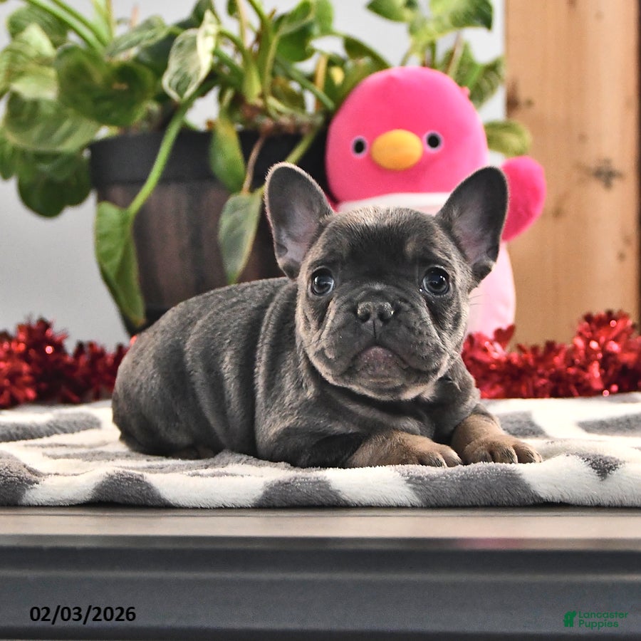 French Bulldog dogs Freckles - Ad 38
