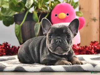 French Bulldog dogs Freckles - Ad 38
