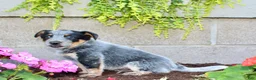 Australian Cattle Dog dogs for sale: Buster - Ad 3