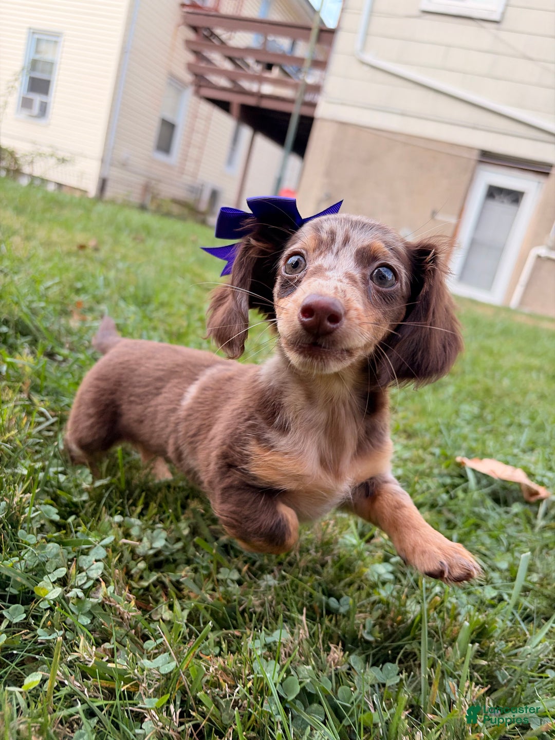 Miniature Dachshund dogs for sale: Pumpkin - Ad 1