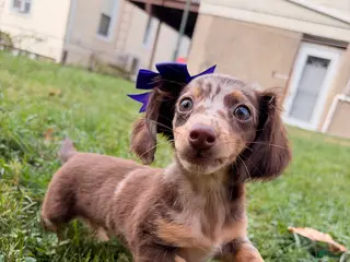 Miniature Dachshund dogs Pumpkin - Ad 11