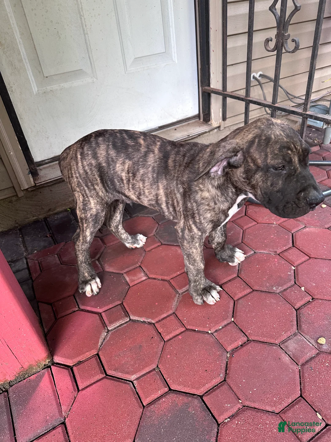 Presa Canario dogs for sale: Presa Canario 3 - Ad 2
