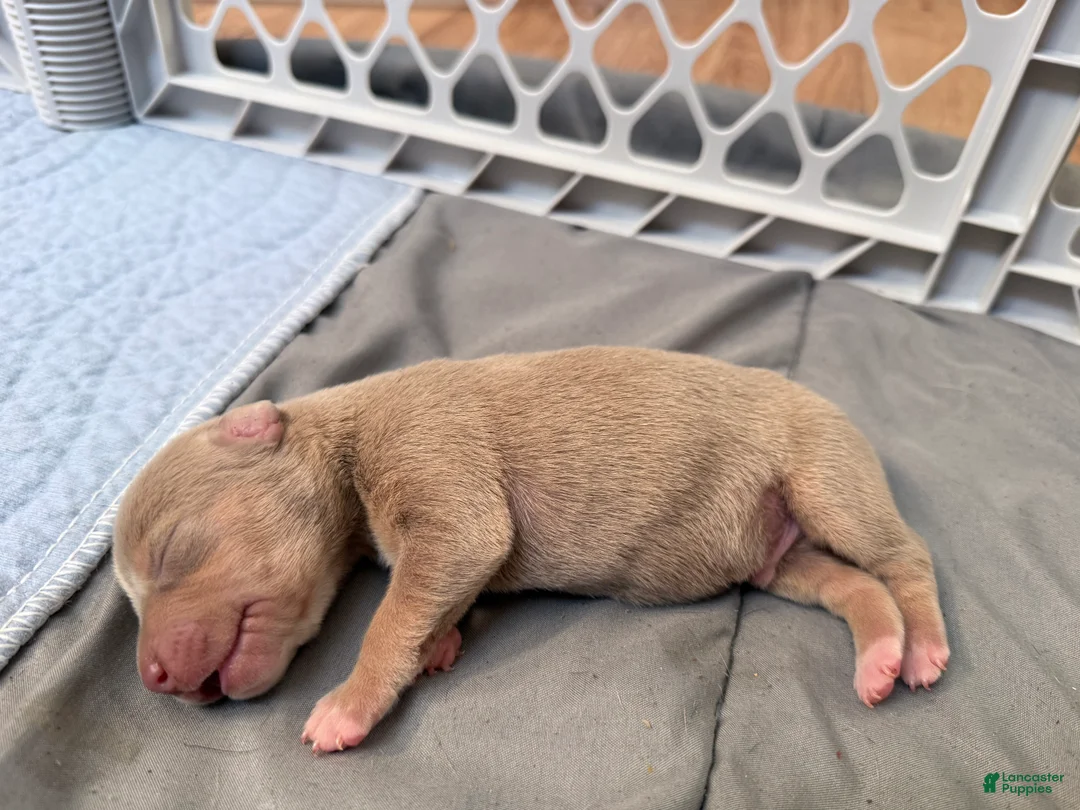 American Bully dogs for sale: American Bully Puppy 5 - Ad 1
