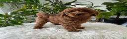 Cavapoo dogs for sale: Dixie  - Ad 5