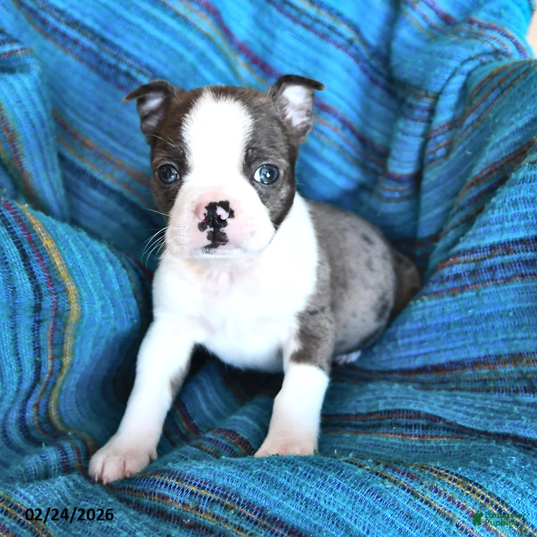 Boston Terrier dogs for sale: Jack  - Ad 1