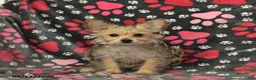 Morkie dogs for sale: Beauty - Ad 3