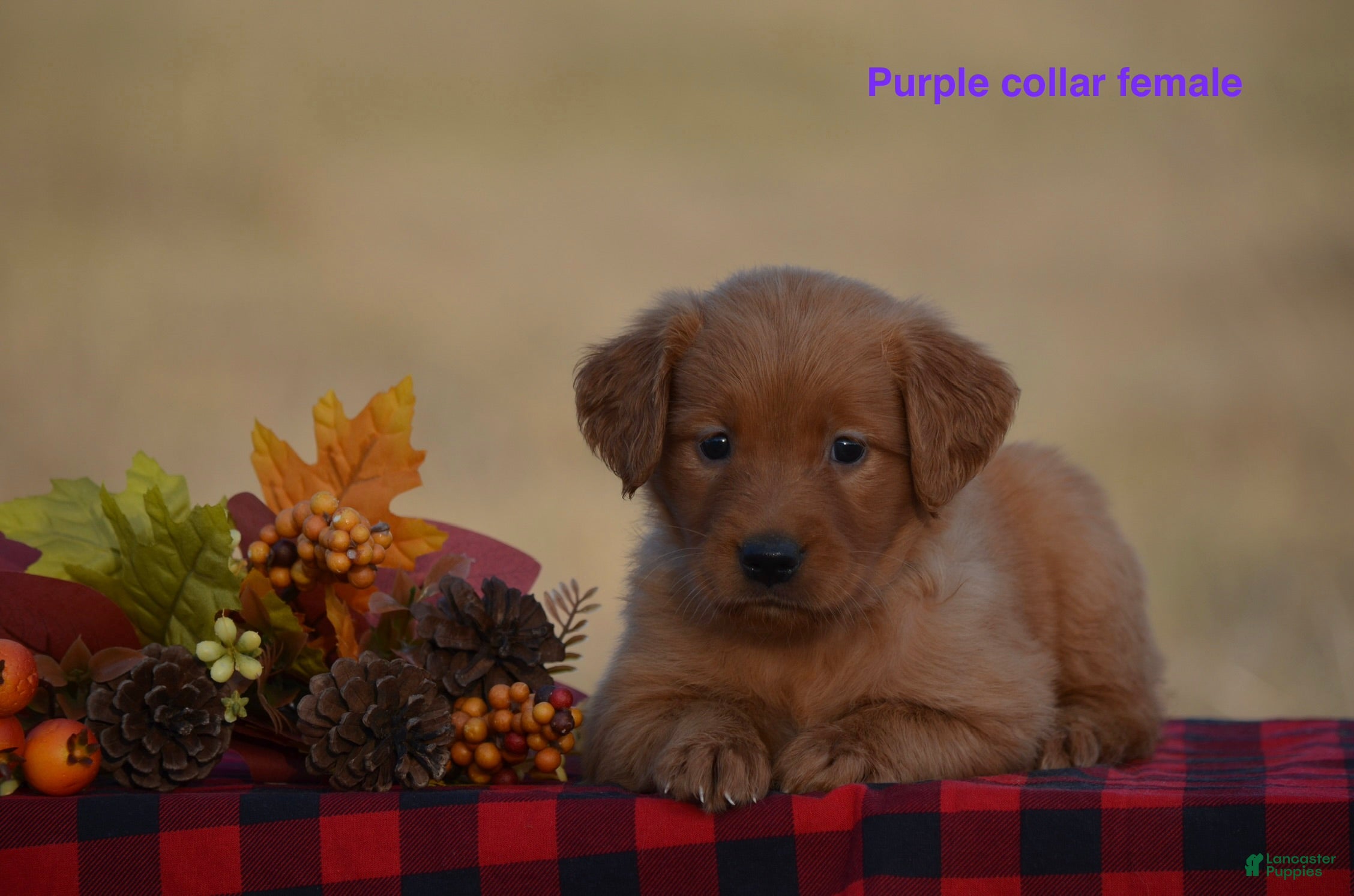 Golden Retriever dogs Kyler - Ad 2