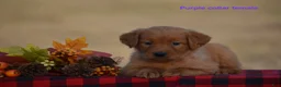Golden Retriever dogs for sale: Kyler - Ad 2