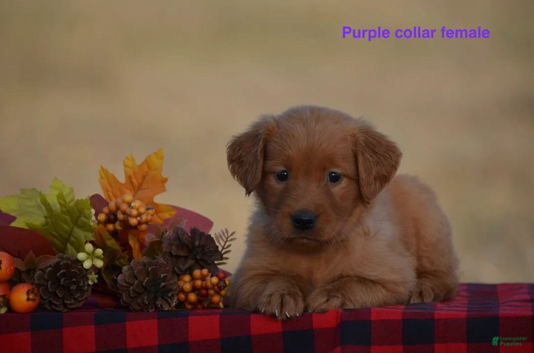 Golden Retriever dogs for sale: Kyler - Ad 2
