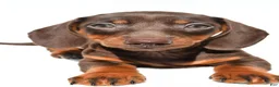 Dachshund dogs for sale: Indie - Ad 8