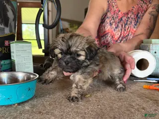 Lhasa Apso dogs Lhasa Apso Puppy 6 - Ad 18