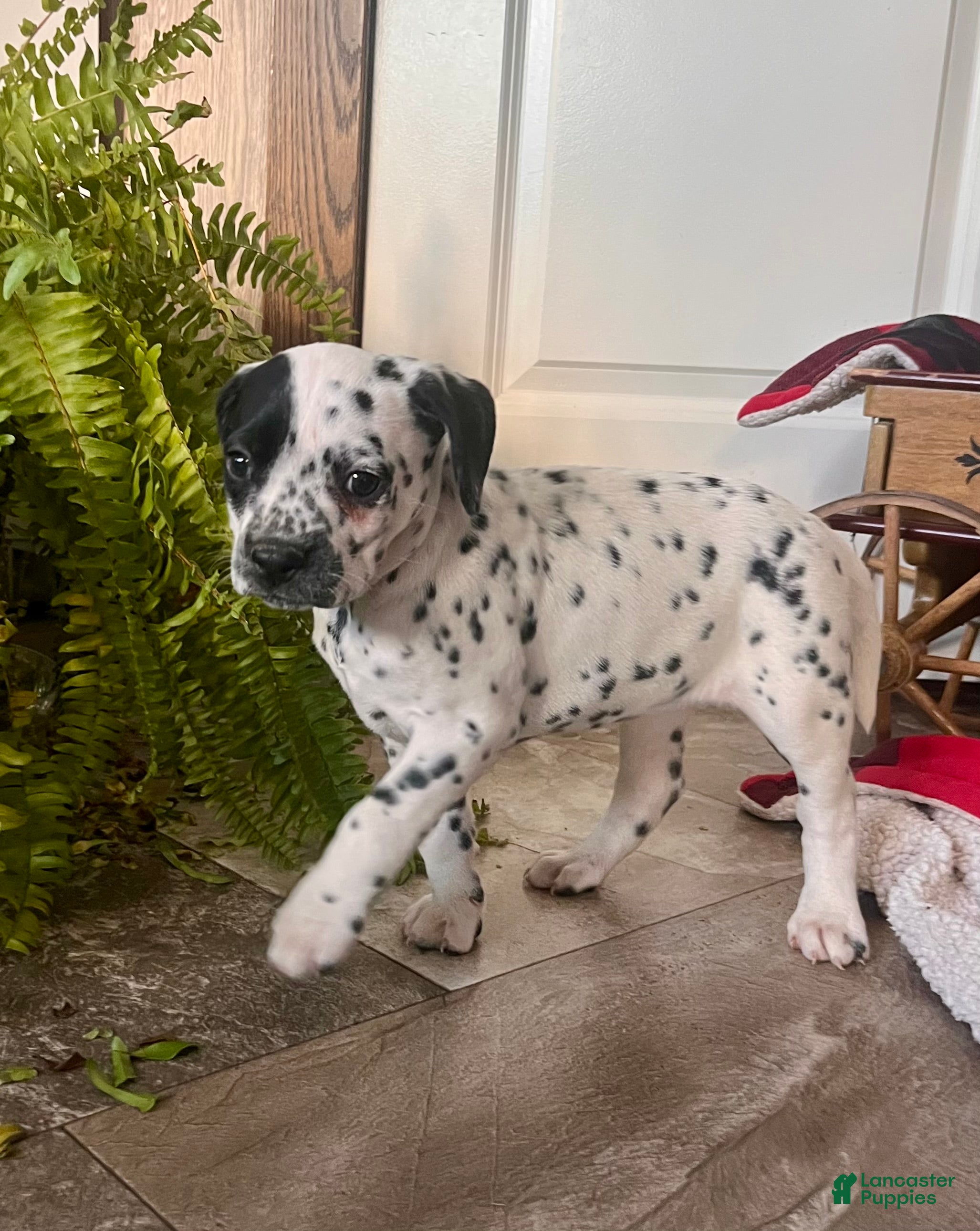 Dalmatian dogs SPOT❤️🐾AKC Hip cert🐾Christmas Ready❤️610-932-1112 - Ad 4