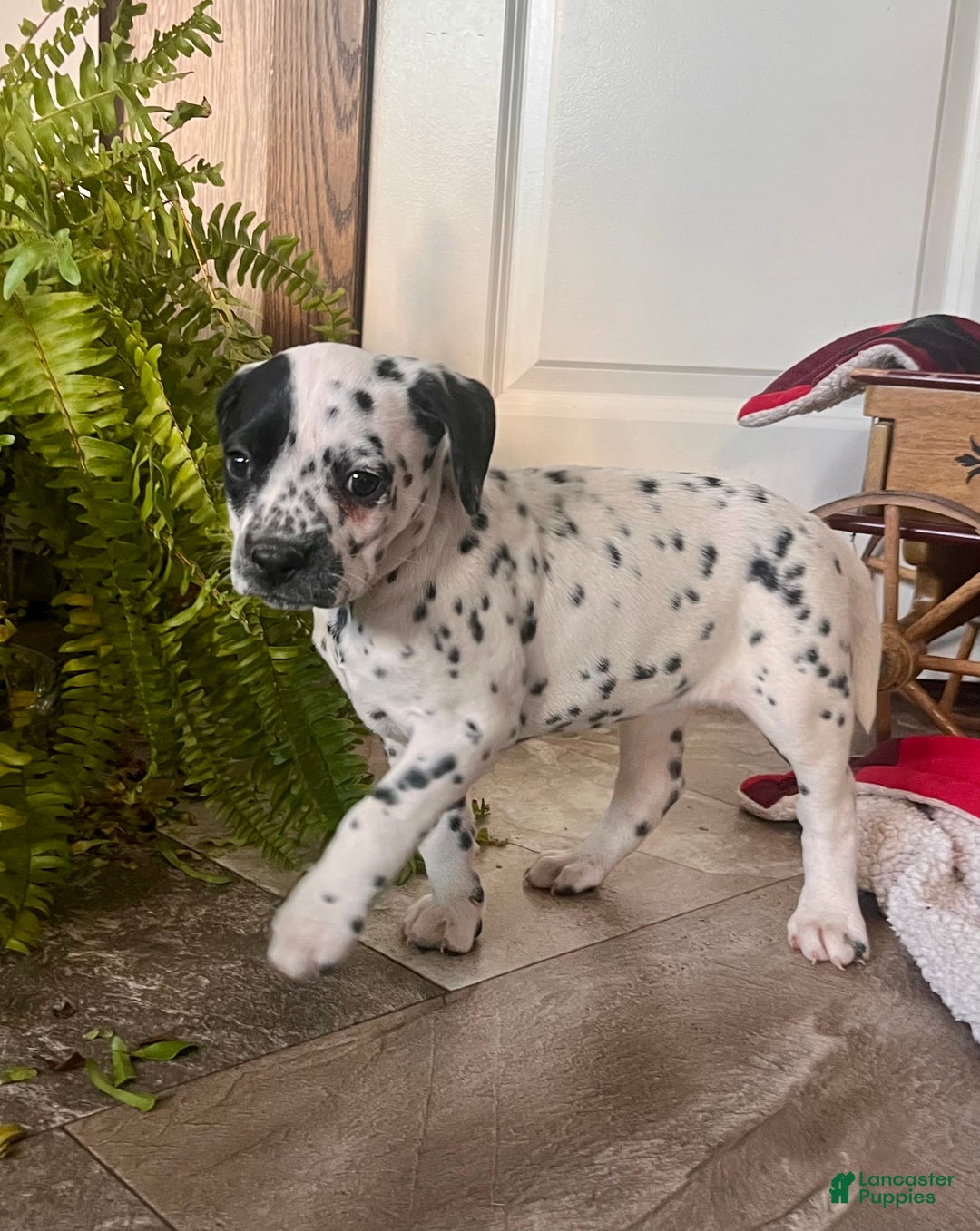 Dalmatian dogs for sale: SPOT❤️🐾AKC Hip cert🐾Christmas Ready❤️610-932-1112 - Ad 1