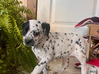 Dalmatian dogs SPOT❤️🐾AKC Hip cert🐾Christmas Ready❤️610-932-1112 - Ad 4
