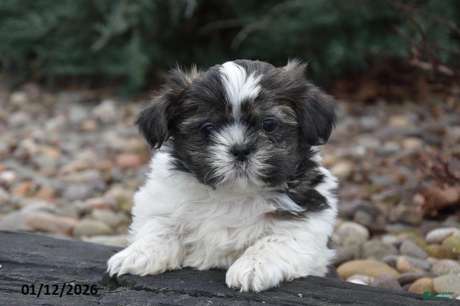 Shih Tzu dogs Jeeter - Ad 40