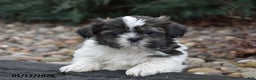 Shih Tzu dogs for sale: Jeeter - Ad 1