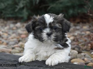 Shih Tzu dogs Jeeter - Ad 40