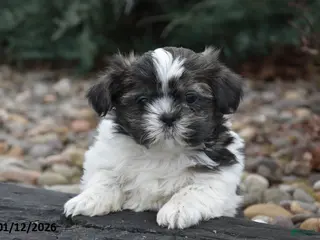 Shih Tzu dogs for sale: Jeeter - Ad 3
