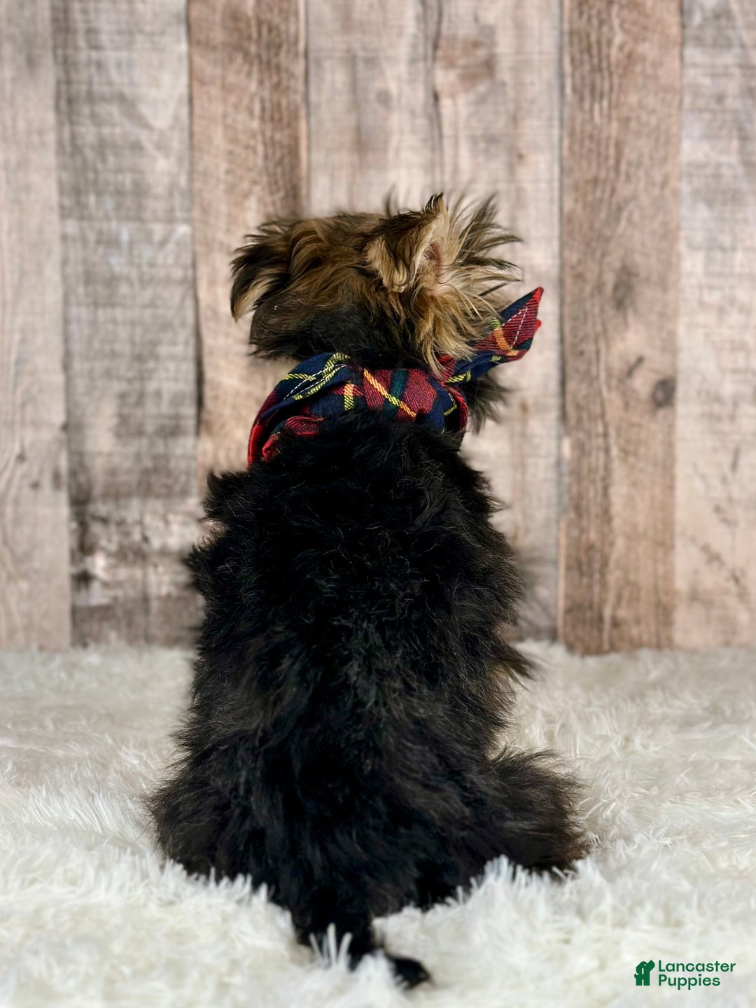 Morkie dogs for sale: Girl Opal - 0002 - Ad 3