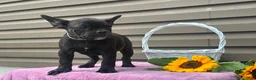 French Bulldog dogs for sale: Kosher - Ad 4