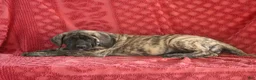 English Mastiff dogs for sale: Tammy - Ad 2