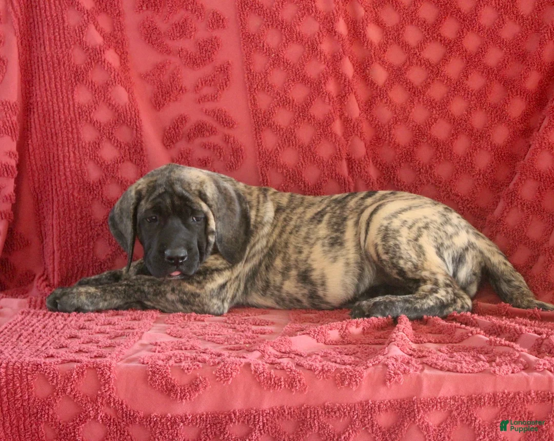 English Mastiff dogs for sale: Tammy - Ad 2
